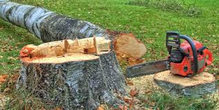 Best Tree Risk Assessment  in Tualatin, OR