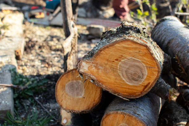 Best Tree Mulching  in Tualatin, OR