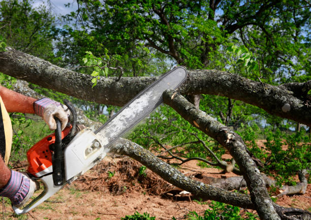 Best Utility Line Clearance  in Tualatin, OR