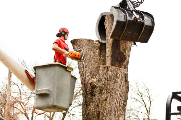 Best Leaf Removal  in Tualatin, OR